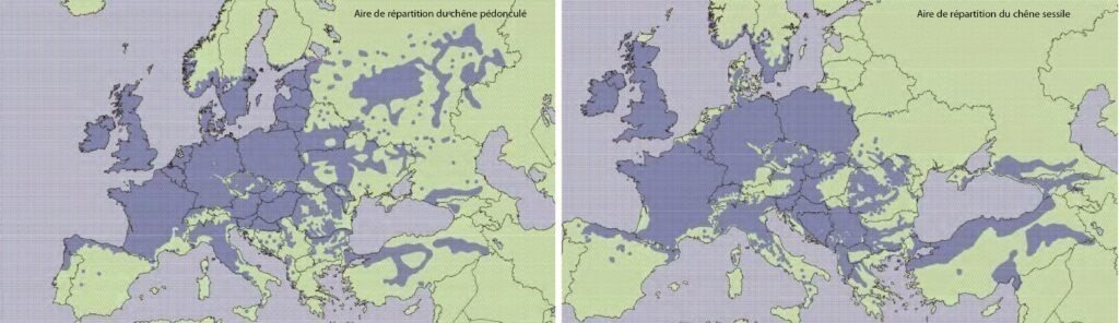 Carte Implantation Chêne