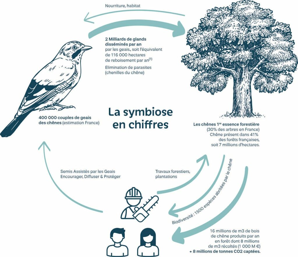 La Symbiose